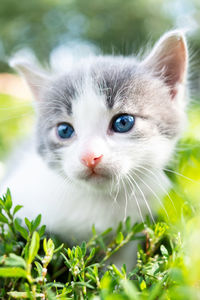 Close-up portrait of a cat