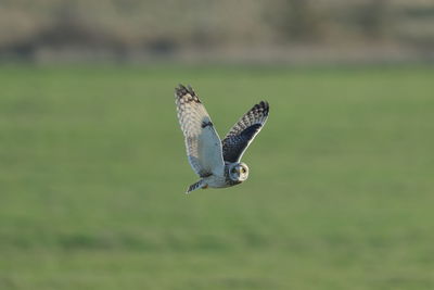 A short-eared owl hunting