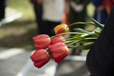 Close-up of hand holding red flower