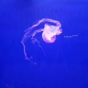 Close-up of jellyfish against blue background