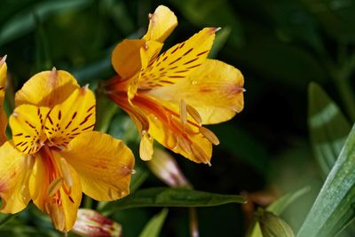 Close-up of yellow flowering plant