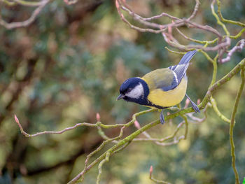 Close-up of bird perching on branch