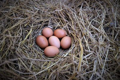 High angle view of eggs in nest