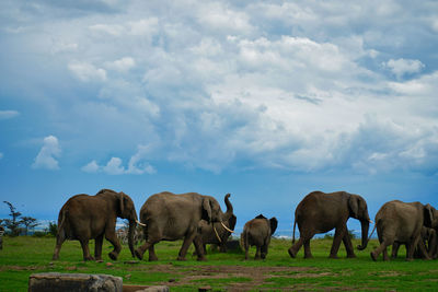 Elephants  in a field