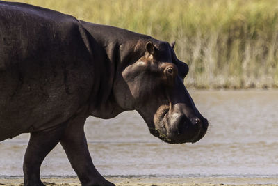 Side view of horse on field