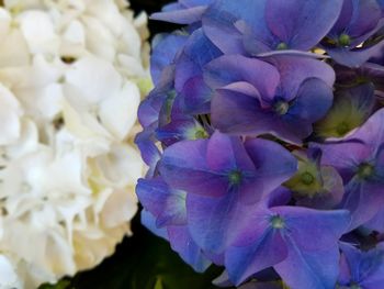 Close-up of purple hydrangea blooming outdoors