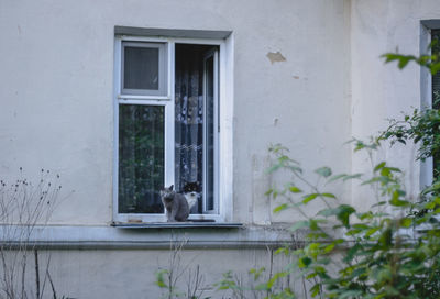 Cats sitting on window sill