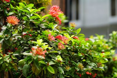 Close-up of red flowering plant