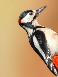 Close-up of great spotted woodpecker