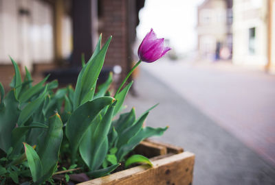 plant
