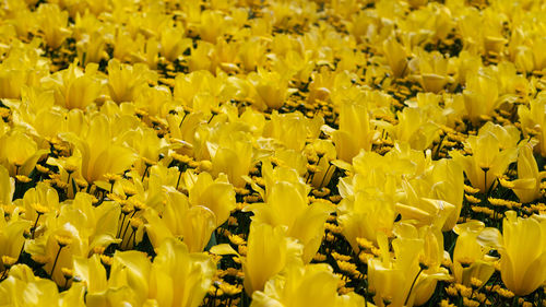 Full frame shot of yellow flowering plants on field