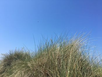 Low angle view of birds flying against clear blue sky