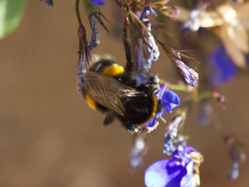 Close-up of bee pollinating on purple flower