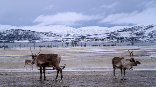 Sami village in tromso with reindeers