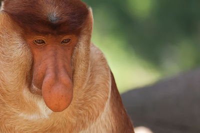 Close-up of monkey