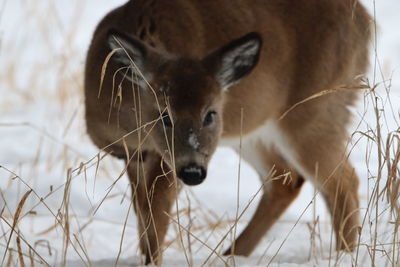 Close-up portrait of a deer