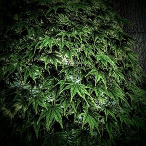 Plants growing on a tree