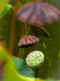 Close-up of lotus water lily on leaves