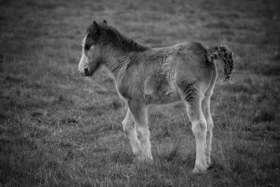 Foal standing on grassy field