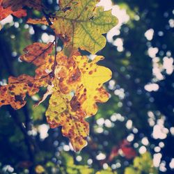 Close-up of leaves on tree