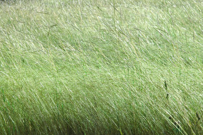 Full frame shot of fresh green field