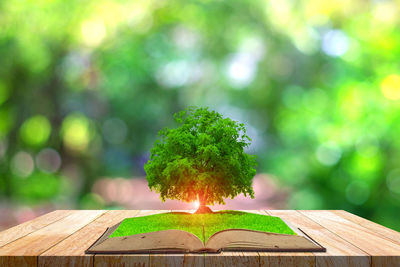 Close-up of fresh green leaves on table