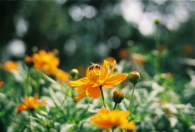 Close-up of insect on yellow flower