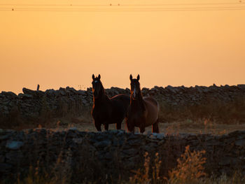 Horses on a field