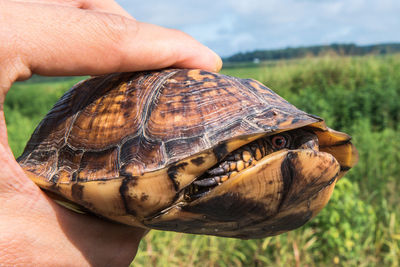 Close-up of a hand holding a turtle