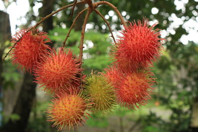 Close-up of red flower against blurred background