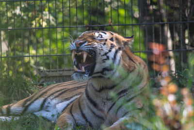 Roaring tiger in a zoo