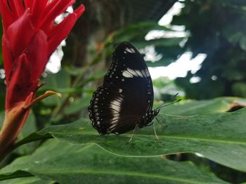 Close-up of butterfly pollinating on flower