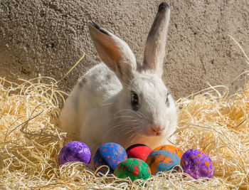 Close-up of rabbit with easter eggs on hay