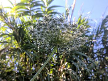 Close-up of flowering plant against sky