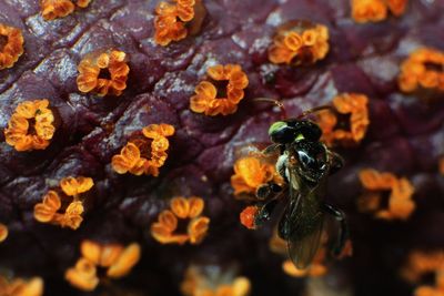 Close-up of insect on sweet food