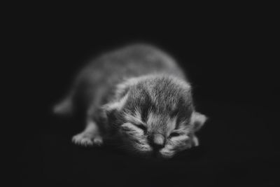 Close-up of cat sleeping on black background