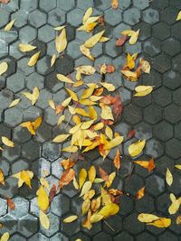 High angle view of fallen leaves on footpath