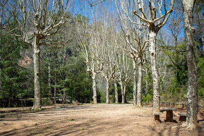 Trees growing in forest