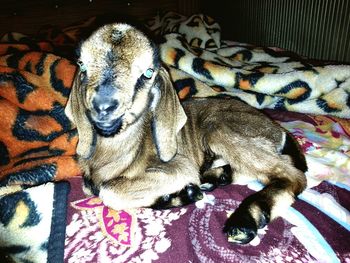 Close-up of dog sleeping on bed