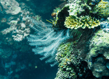 Close-up of jellyfish swimming in sea