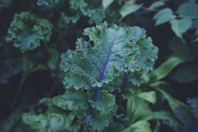 High angle view of plant growing outdoors