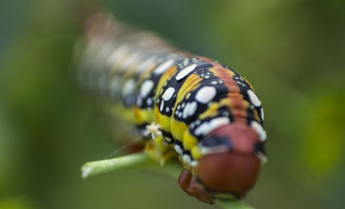 Close-up of insect