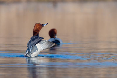 Common pochard - aythya ferina in a channel of danube river