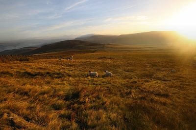 View of a sheep on landscape