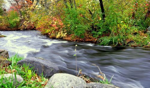 River flowing through forest