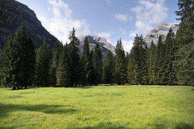 Panoramic view of trees on field against sky