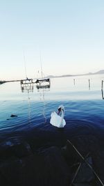White swan swimming in lake balaton against sky