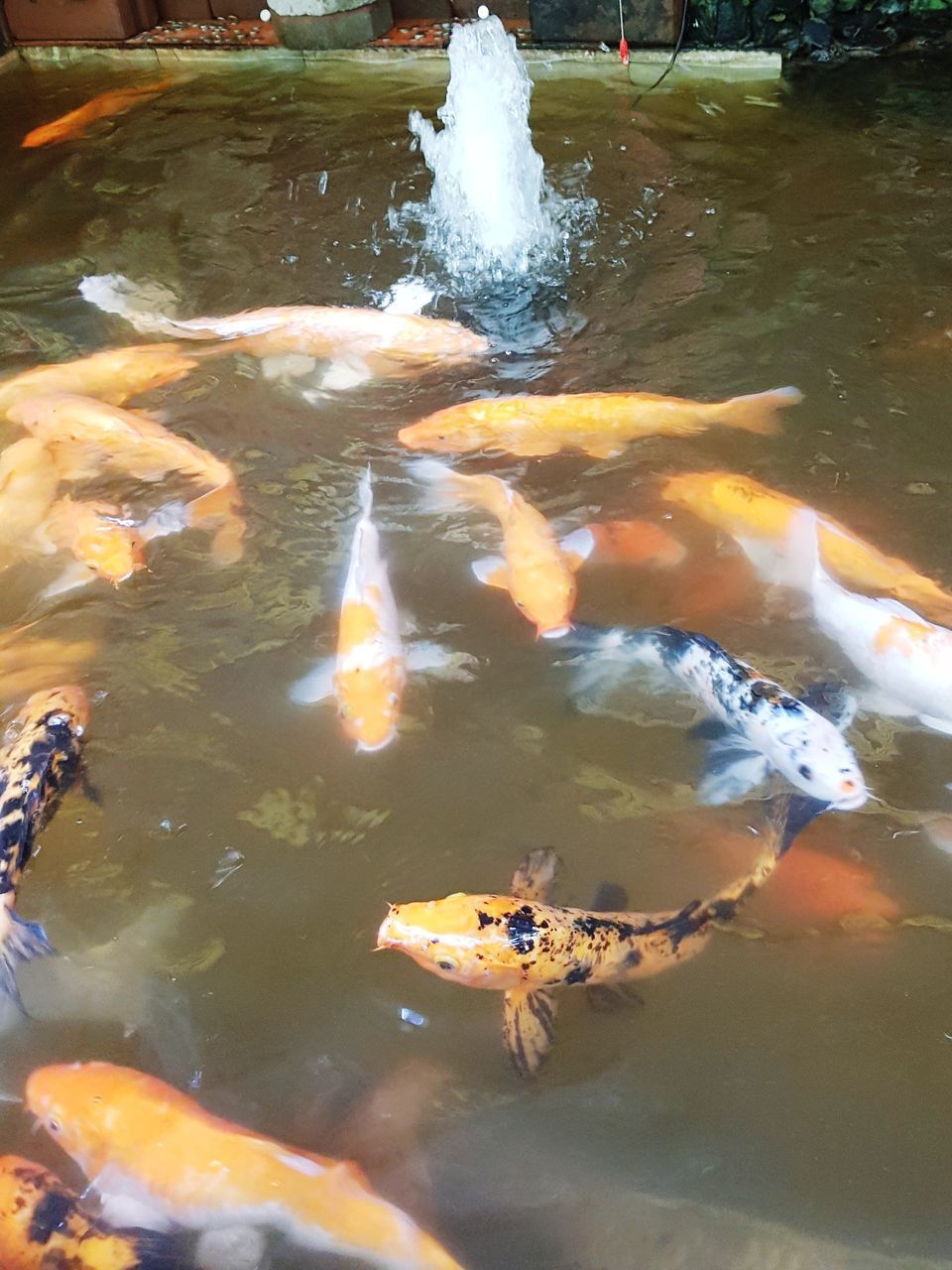 HIGH ANGLE VIEW OF KOI FISH IN LAKE