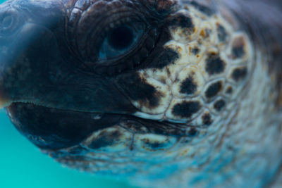 Close-up of duck swimming in sea