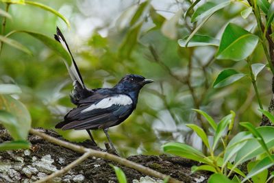 Close-up of bird perching on plant